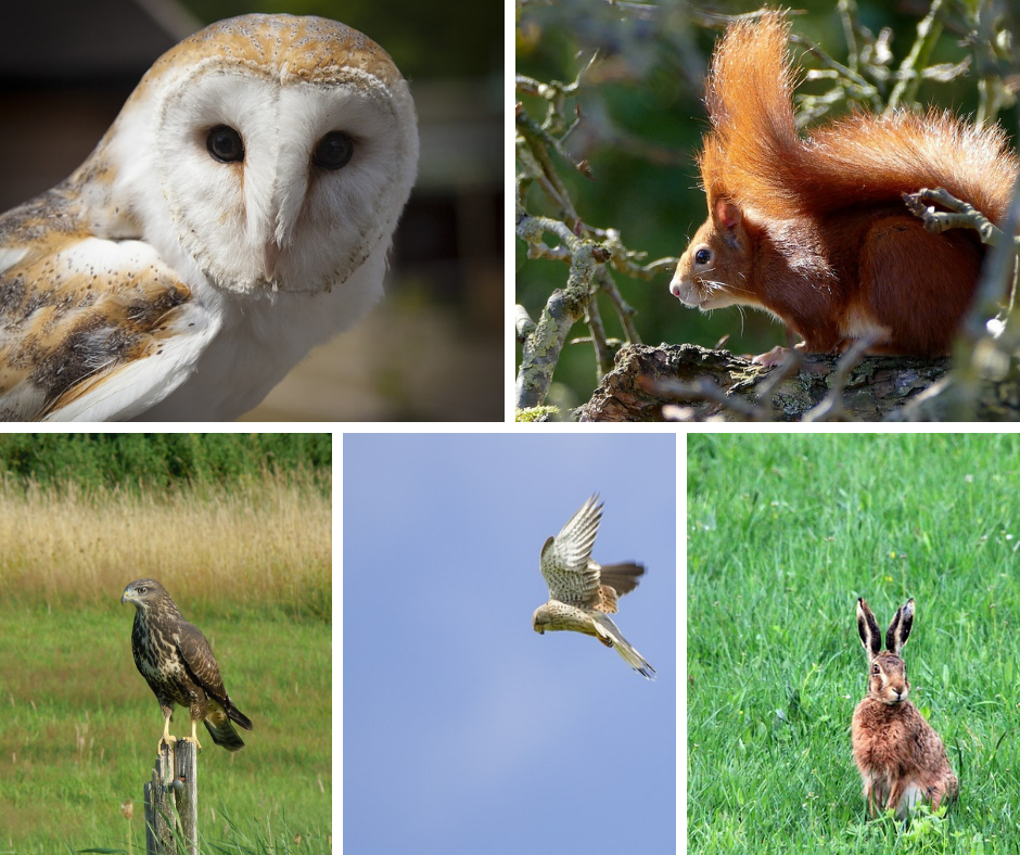 Normandy wildlife