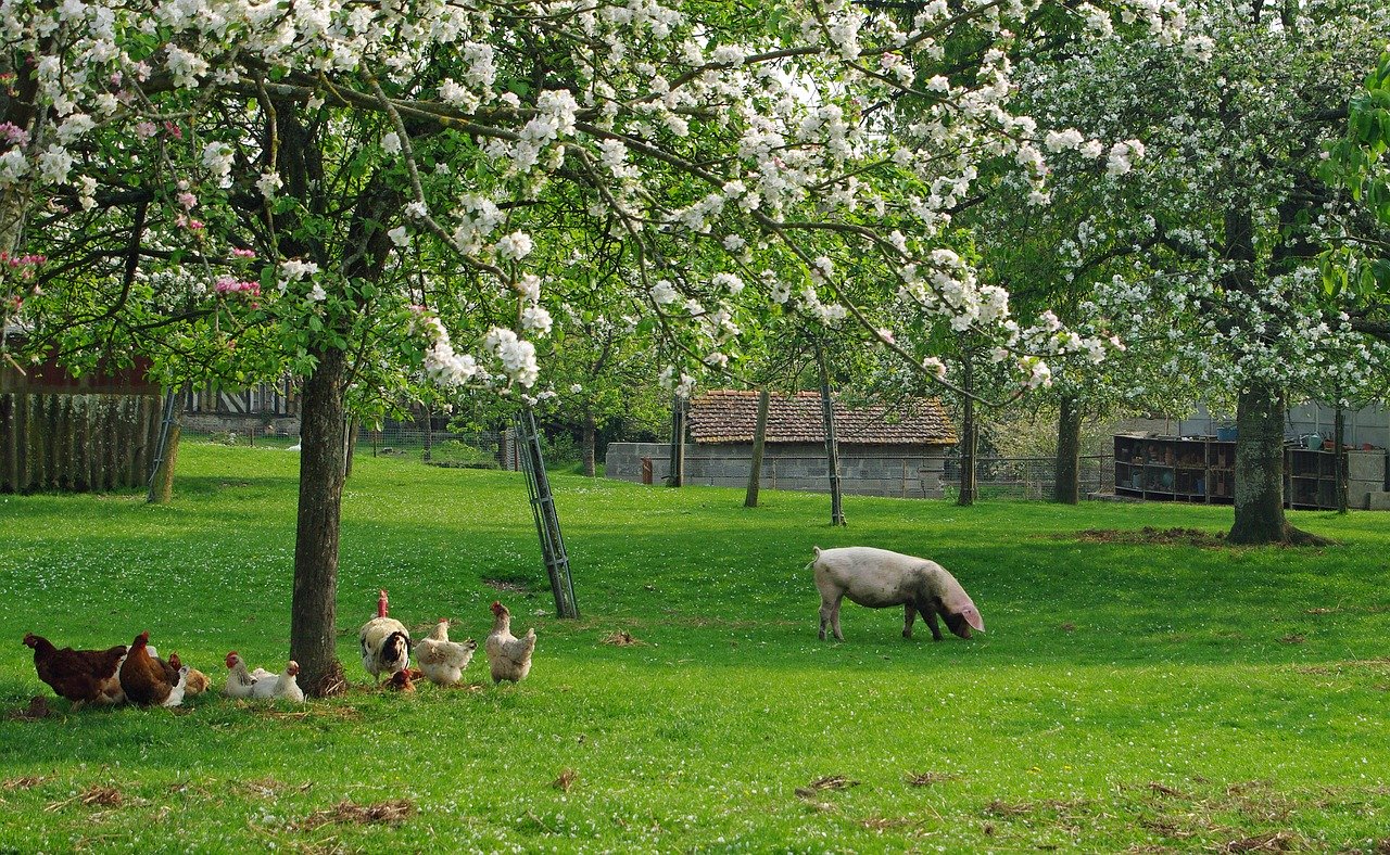 Apple orchard in Normandy, France