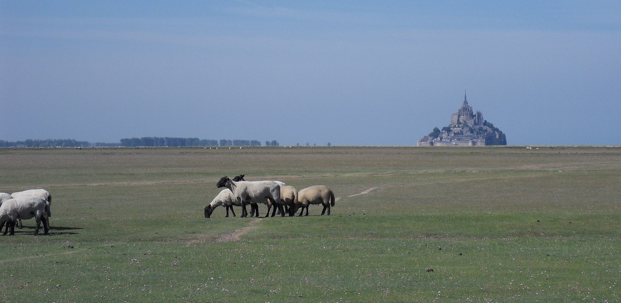 Ssalt march sheep at Mont Saint Michel. Normandy, France