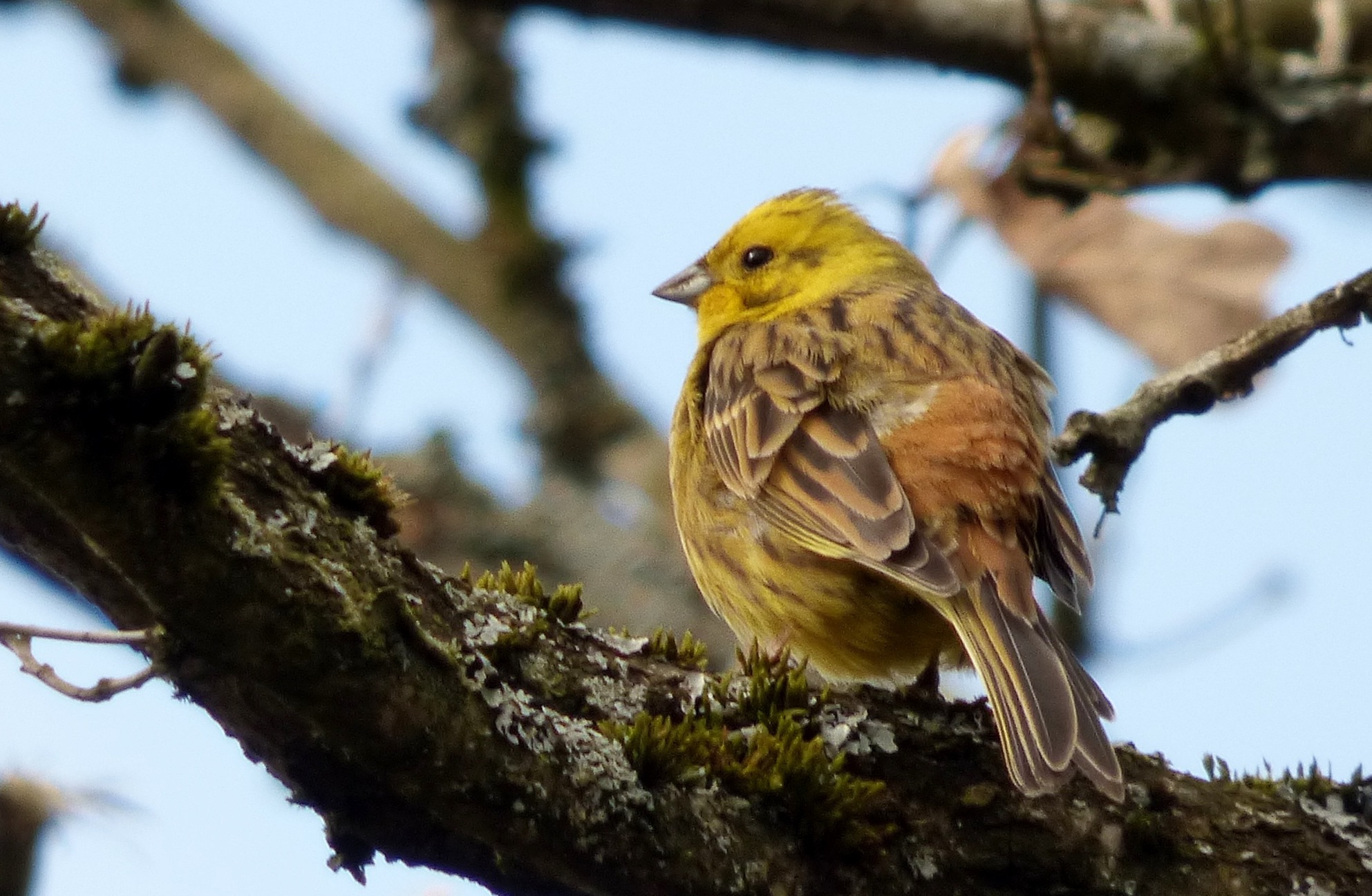 Yellowhammer