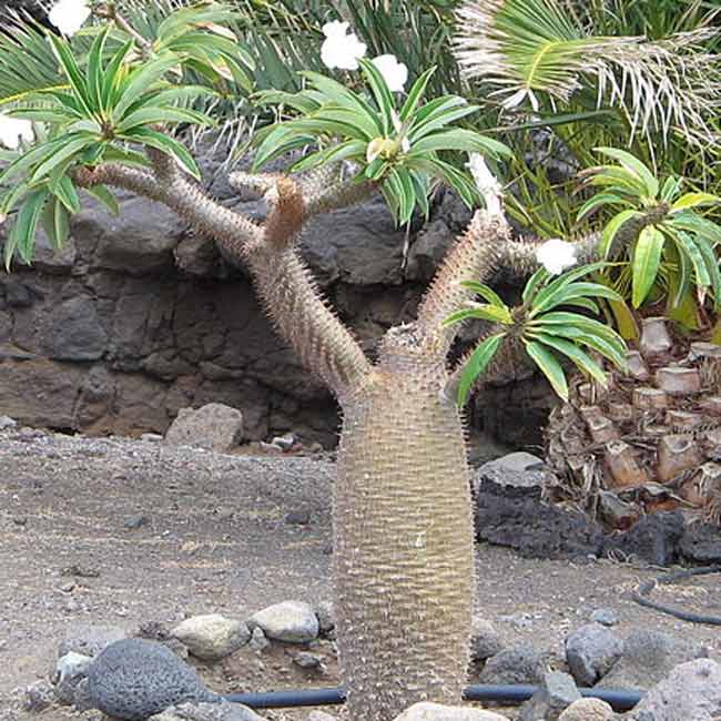 Jardin de Cactus (Lanzarote): photos + conseils