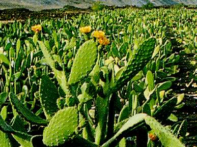 Tunera Cactus