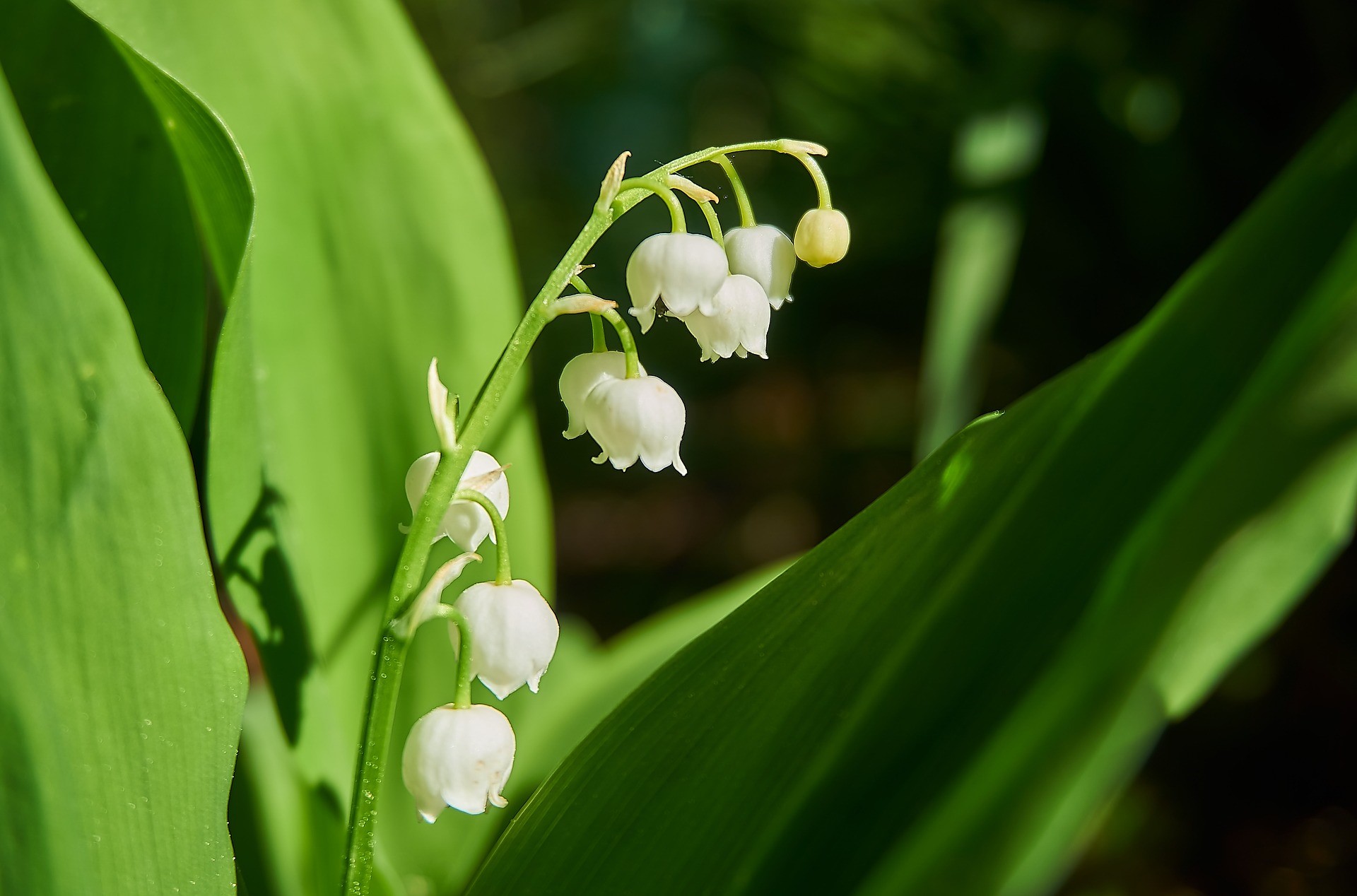 Interesting facts about Lily of the Valley - YOUR FRENCH STAY