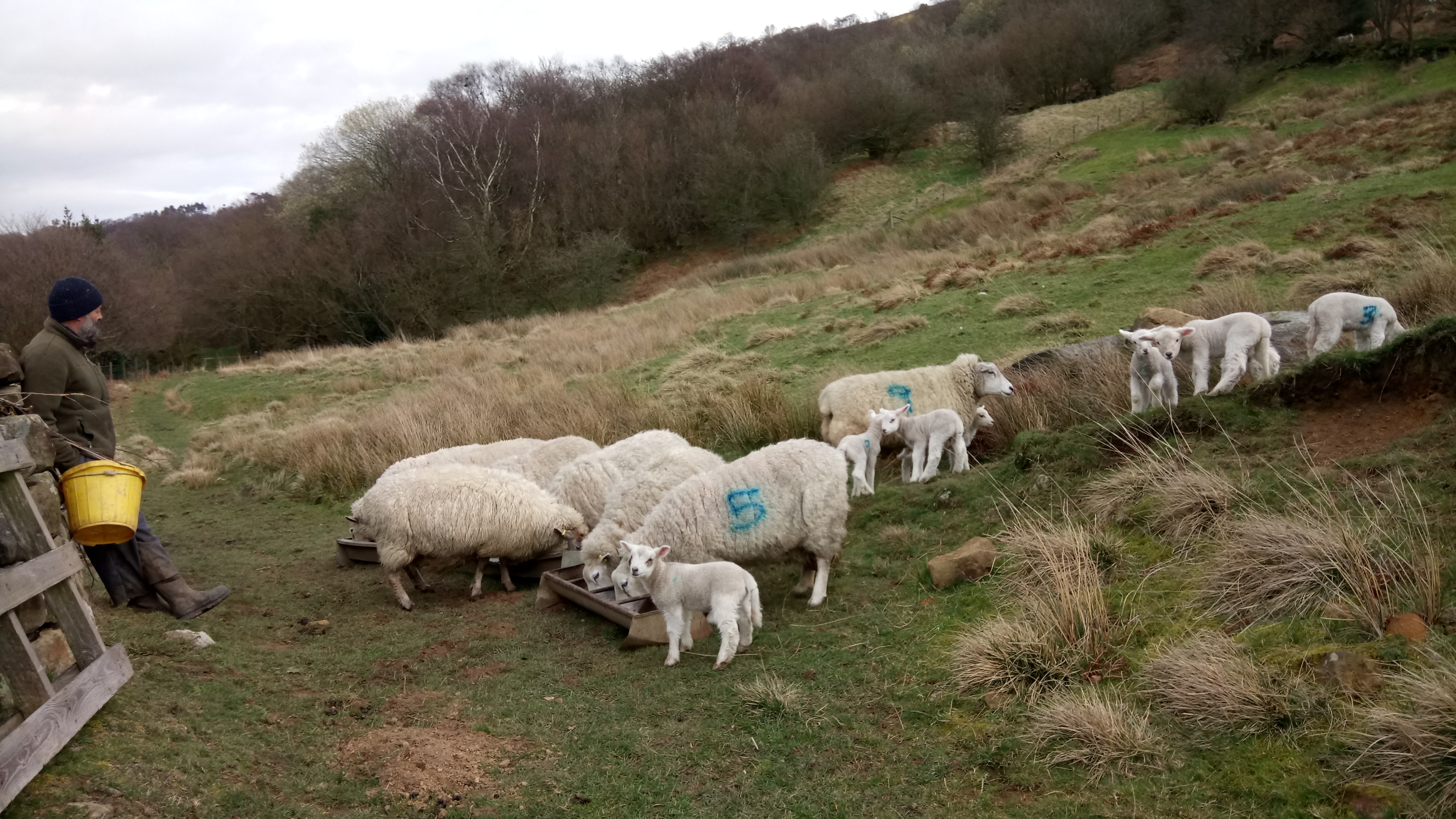 Chris feeding sheep w lambs