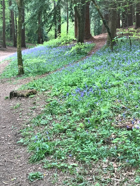 Beautiful Bluebells