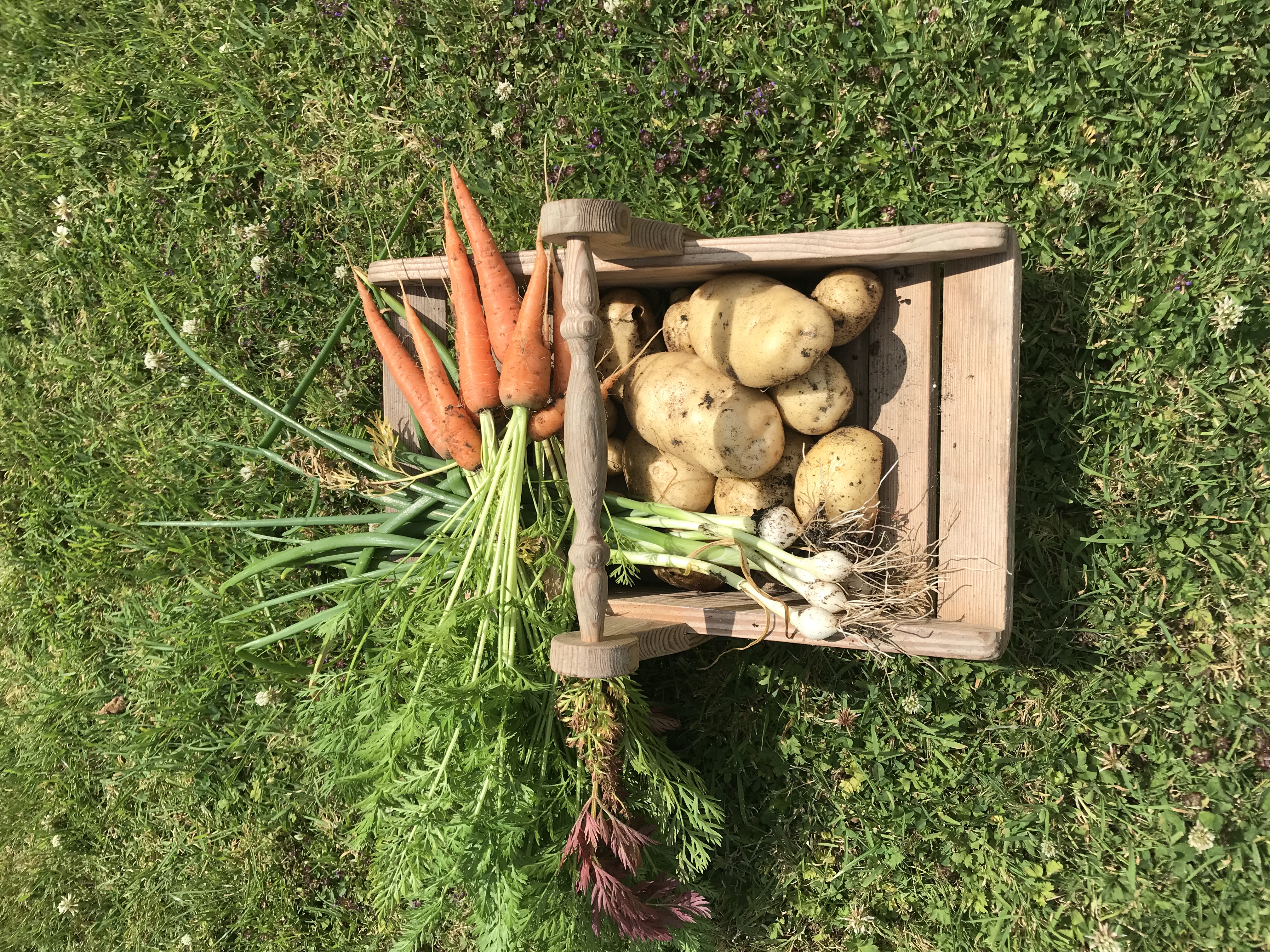 My Garden Harvest