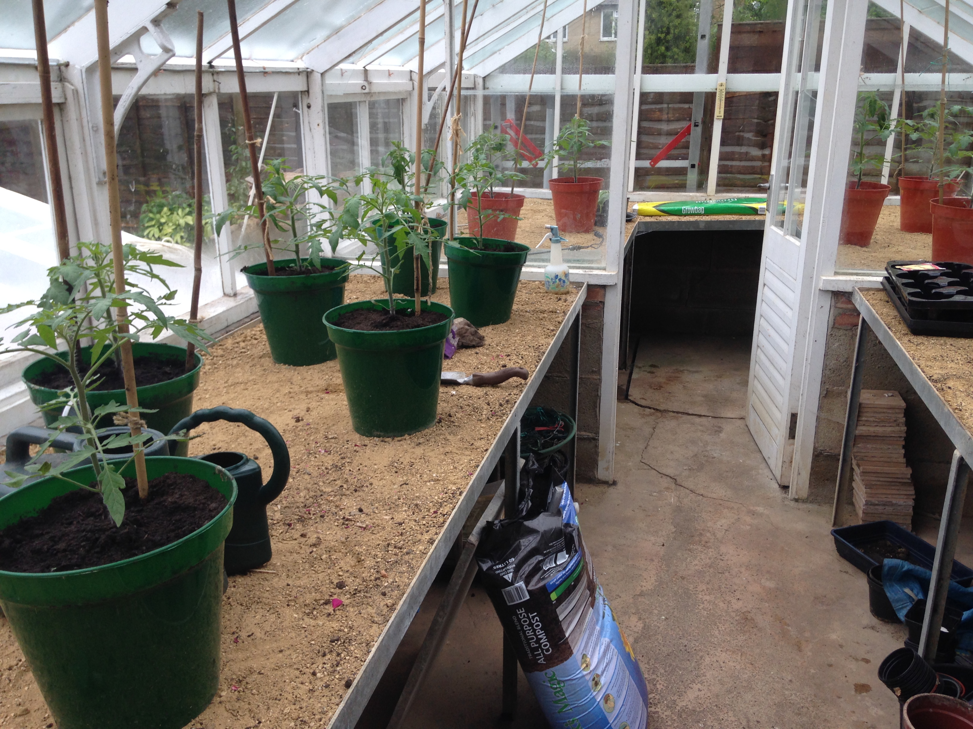 Blog Tomato plants1