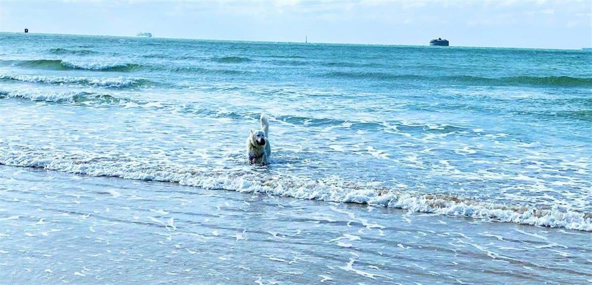 Dogs love Southsea Beach