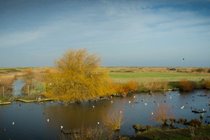 The bird reserve Blakeney