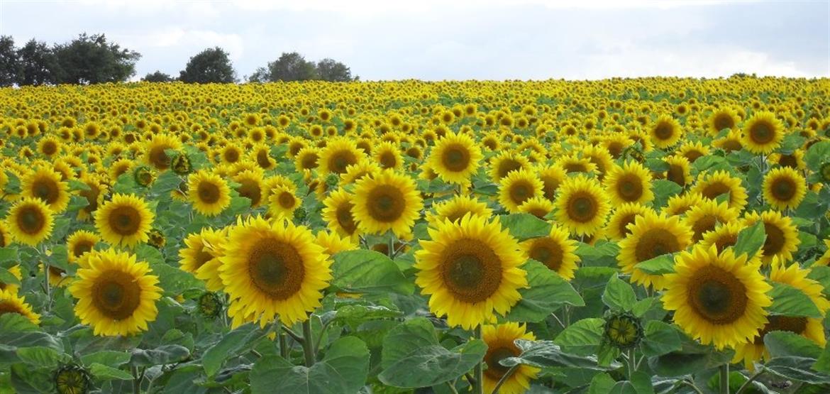 0, 64, 880, 418, 1000, 474