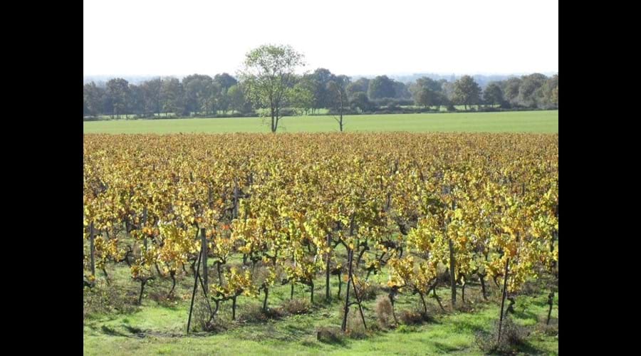 Vineyards and countryside surrounding La Gachere