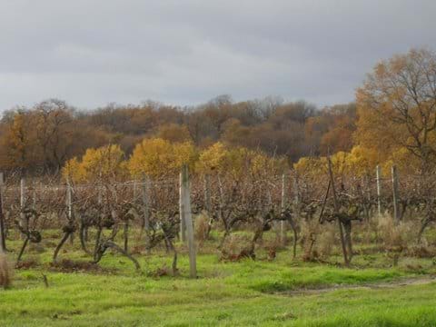 Vines and woodlands at La Gachere