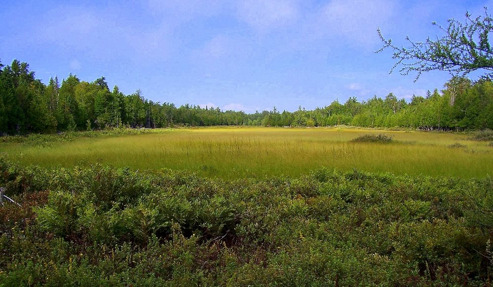 One of the many hidden swales located a short walk from the cottage.