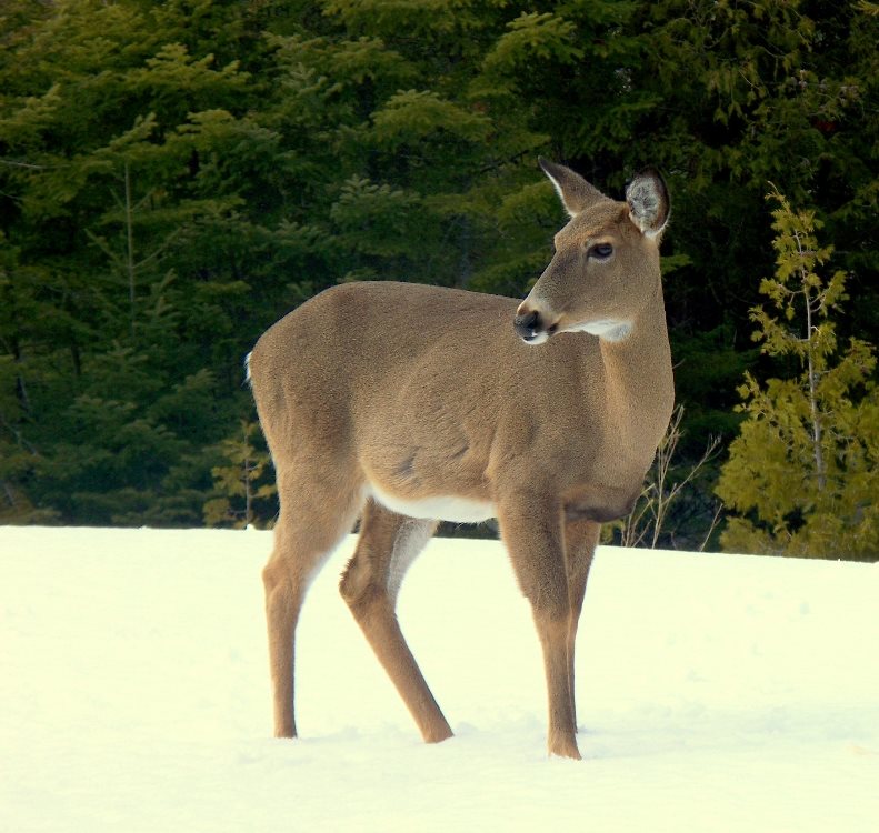 White-tail deer are often seen near the cottage during the winter and early spring