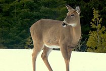 White-tail deer are often seen near the cottage during the winter and early spring
