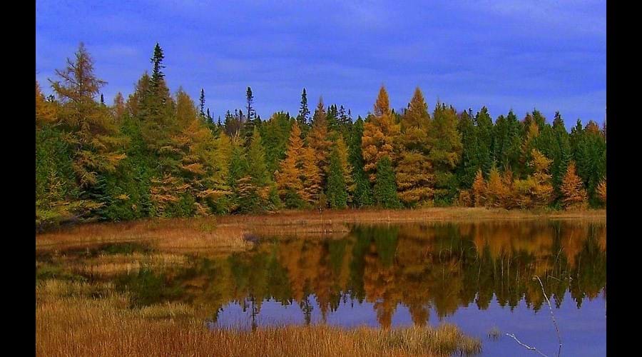 In the fall, the colours of the coniferous trees change from green to gold.
