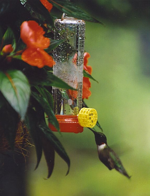 There are a number of bird-feeders that attract hummingbirds to the front deck.