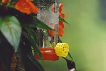 There are a number of bird-feeders that attract hummingbirds to the front deck.