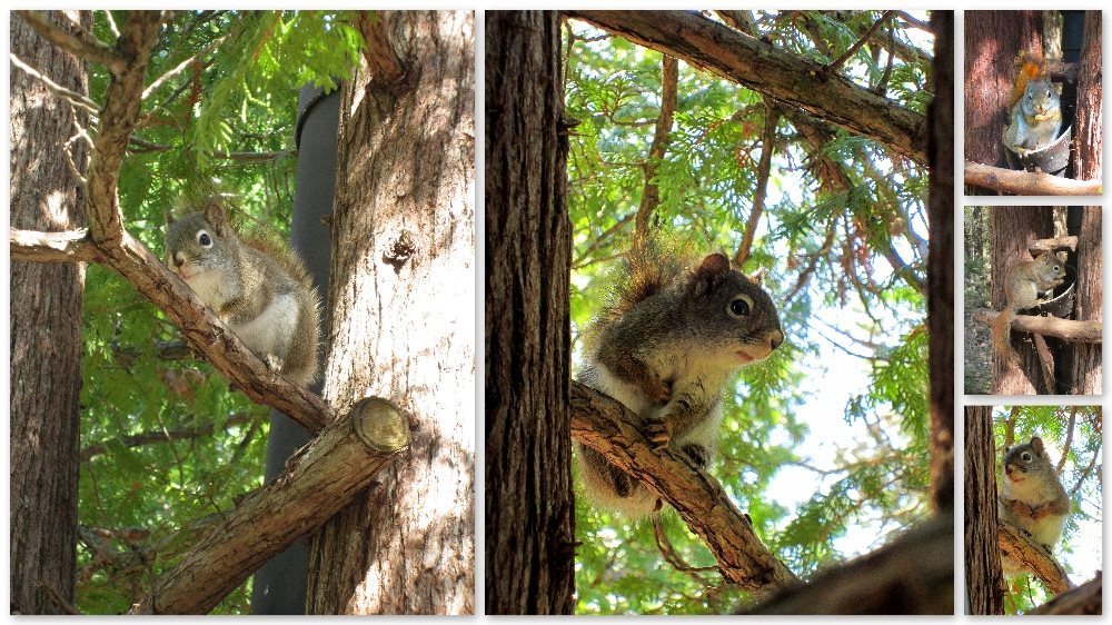  Red squirrels can be fun to watch and photograph.