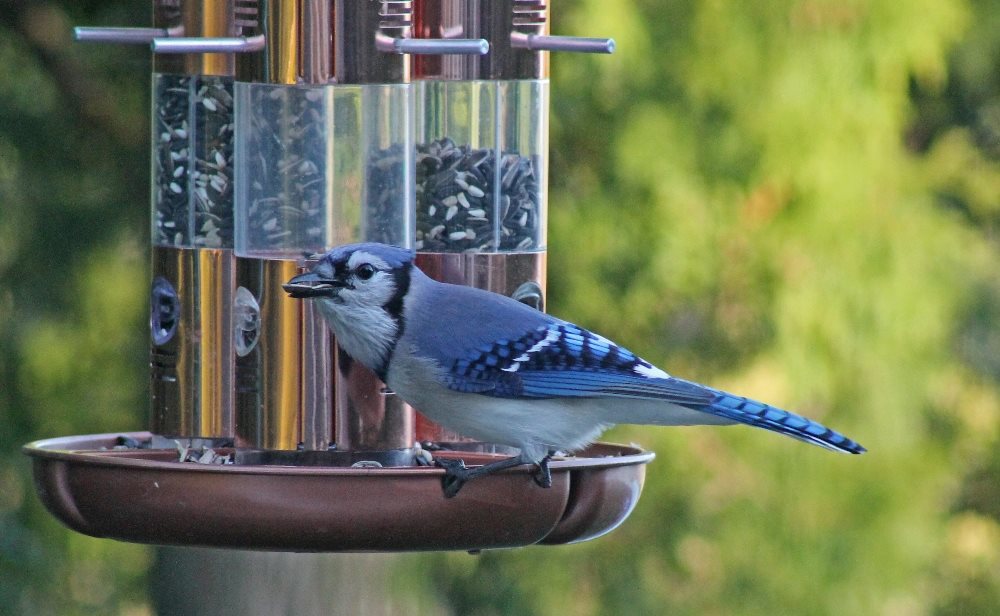 Blue Jay- one of the many species of birds that drop by the feeders. This is a great place to practice taking photos of birds with your camera.