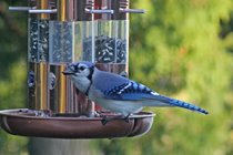 Blue Jay- one of the many species of birds that drop by the feeders. This is a great place to practice taking photos of birds with your camera.