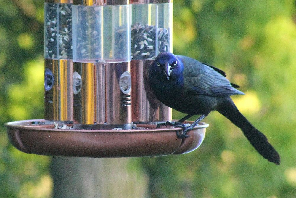 This Common Grackle does not appear to enjoy having his picture taken.  