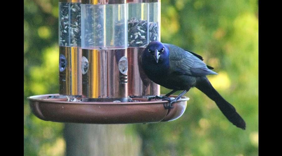 This Common Grackle does not appear to enjoy having his picture taken.  