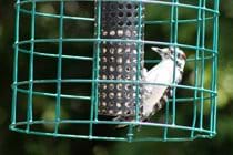 A Downy Woodpecker can be a regular visitor to the feeders