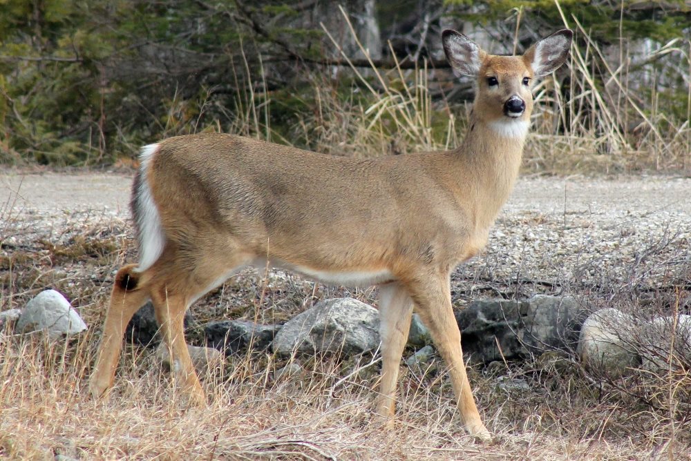 Deer that come to the edge of the road in the spring become much more elusive during the summer and fall.