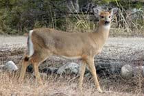 Deer that come to the edge of the road in the spring become much more elusive during the summer and fall.