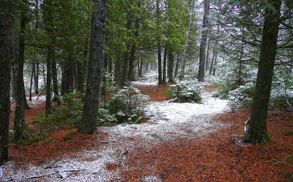 It can be fun to go for a hike in the woods anytime of year. This picture was taken during the changing season between fall and winter. 