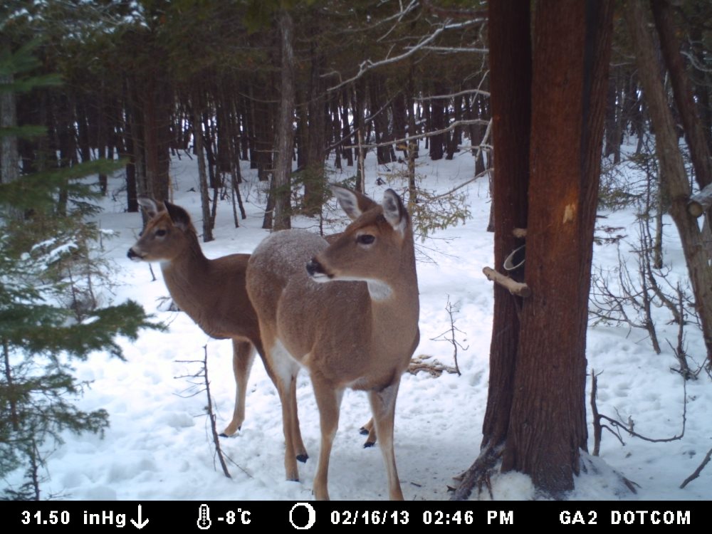 A picture of a doe and a fawn taken by a trail camera I have set up in the woods a short drive from the Willow Bank cottage.