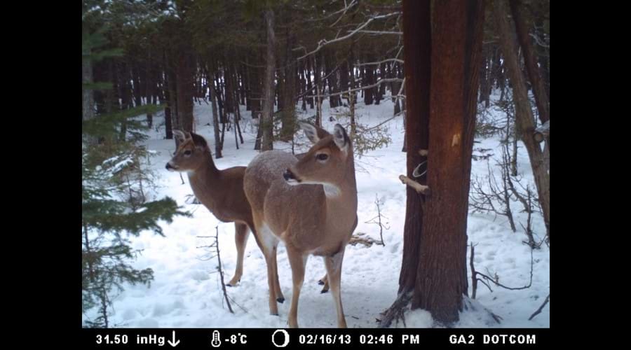 A picture of a doe and a fawn taken by a trail camera I have set up in the woods a short drive from the Willow Bank cottage.