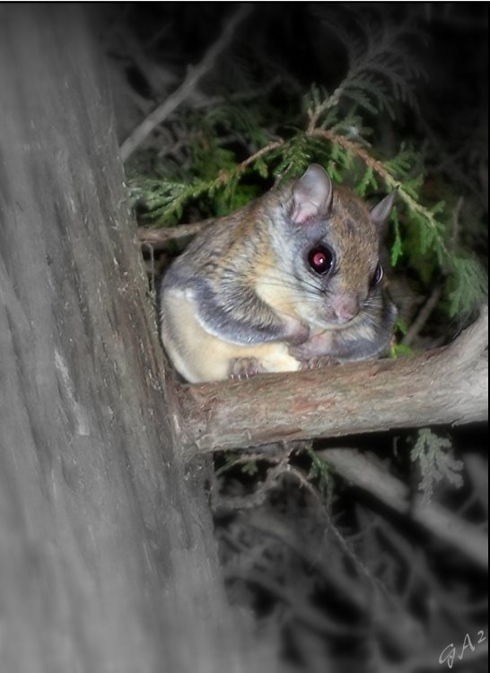 This is a flying squirrel. They can be regular visitors at the bird-feeders in the evening.