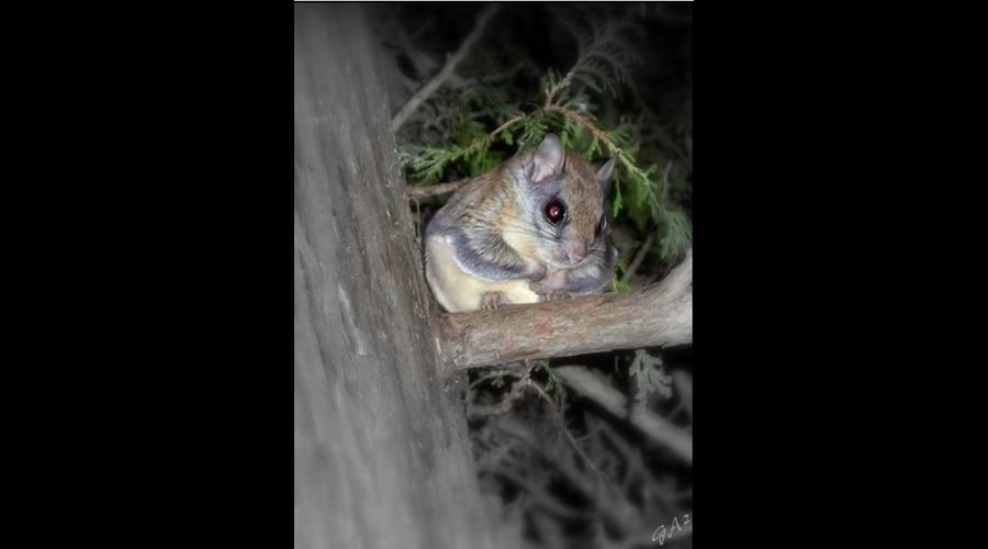 This is a flying squirrel. They can be regular visitors at the bird-feeders in the evening.