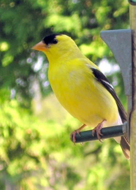 The Goldfinch is a frequent visitor to the bird feeder. This one is a male. This picture was taken by a guest staying at the cottage. Its a beautiful photo graph. It was rated the best picture submitted that year.