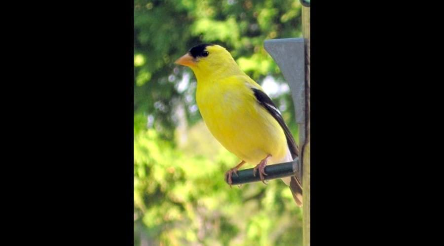 The Goldfinch is a frequent visitor to the bird feeder. This one is a male. This picture was taken by a guest staying at the cottage. Its a beautiful photo graph. It was rated the best picture submitted that year.