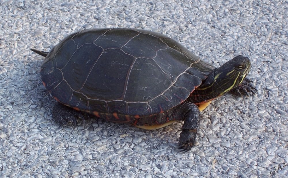  Painted turtle 