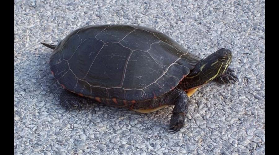  Painted turtle 