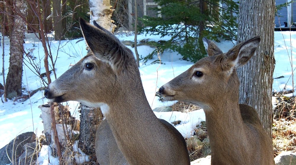 This photo of a doe and fawn was taken out a window on the lower level of the Willow Bank. You can see the Guest Cabin in the background.