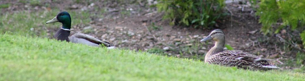 A pair of Mallards seem to be looking for a nesting site setting near the back lawn.