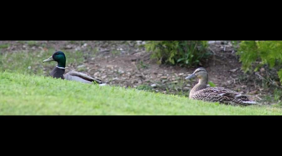 A pair of Mallards seem to be looking for a nesting site setting near the back lawn.