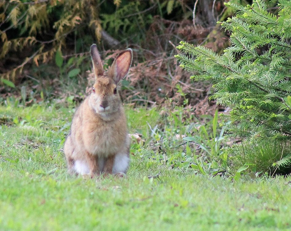 One of the many Varying Hares that hang around the property eating the grass at the back of the cottage.