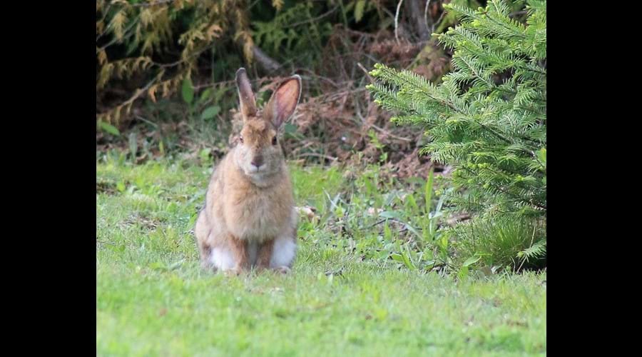 One of the many Varying Hares that hang around the property eating the grass at the back of the cottage.