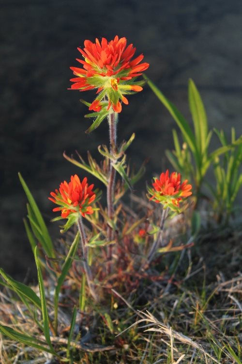 Indian Paintbrush- seemingly always in bloom on the shore-line in front of the cottage.