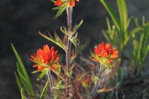 Indian Paintbrush- seemingly always in bloom on the shore-line in front of the cottage.