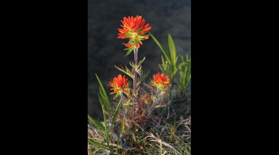 Indian Paintbrush- seemingly always in bloom on the shore-line in front of the cottage.
