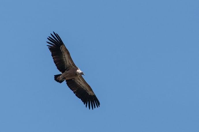 Griffon vulture (J.Corner)