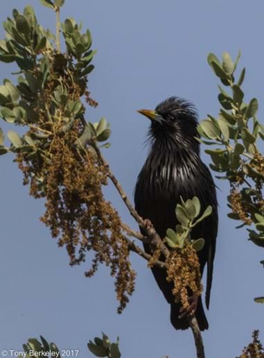 Spotless starling (T. Berkeley)