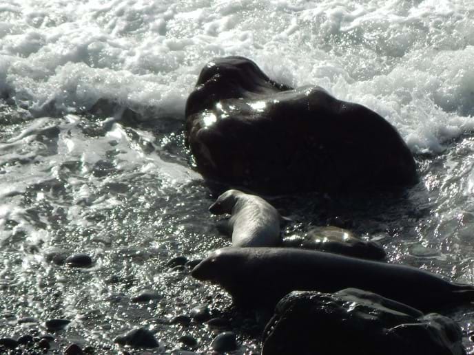 Seal pups at Marloes